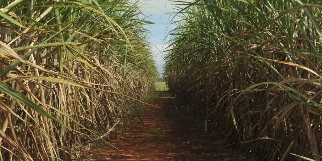 Cana-de-açúcar: Conab projeta crescimento de 4,7% na safra 2026/2027
