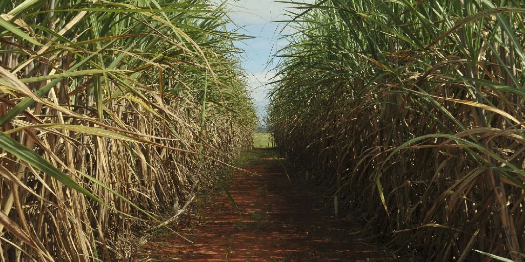 CMN eleva remuneração para impulsionar investimentos em transformação ecológica no Brasil