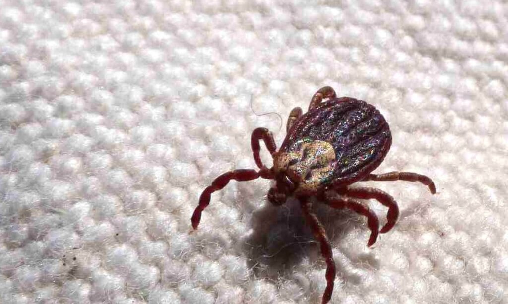 Febre maculosa causa 18 mortes em São Paulo e acende alerta para diagnóstico precoce