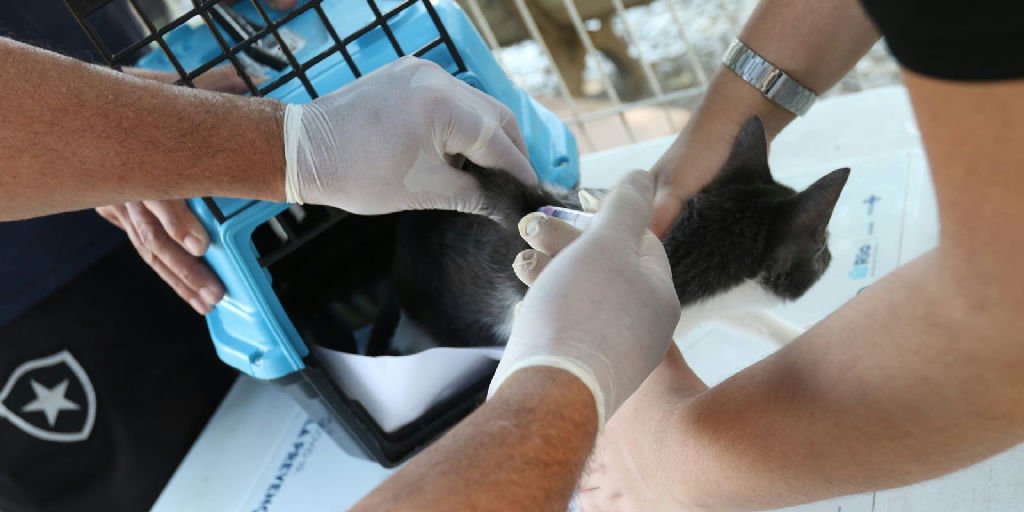 Caso de raiva em cão no Rio de Janeiro acende alerta para vacinação
