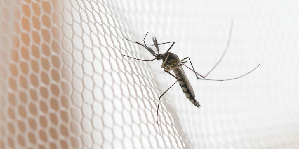 Dengue em São Paulo: noroeste do estado lidera incidência de casos em 2026