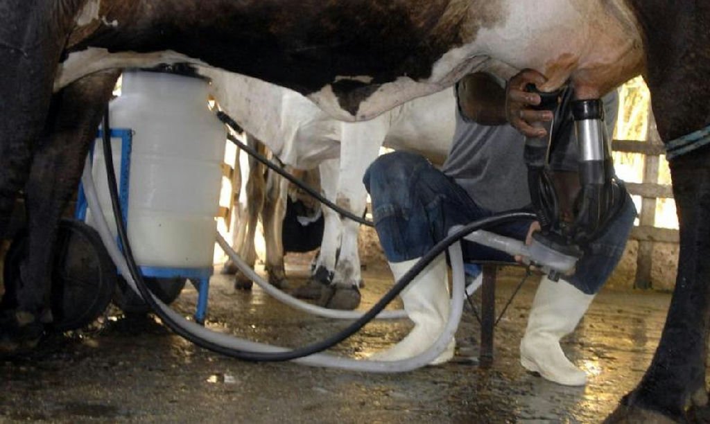 Produtividade impulsiona novo recorde na produção de leite brasileira