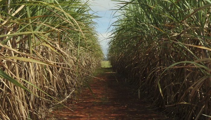 Cana-de-açúcar: Conab projeta crescimento de 4,7% na safra 2026/2027