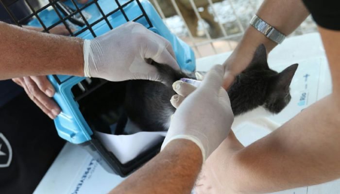 Caso de raiva em cão no Rio de Janeiro acende alerta para vacinação