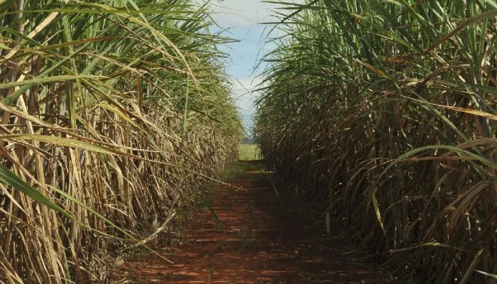 CMN eleva remuneração para impulsionar investimentos em transformação ecológica no Brasil