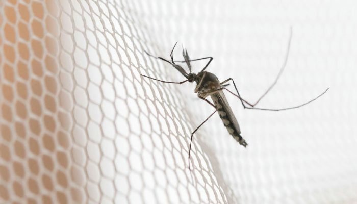 Dengue em São Paulo: noroeste do estado lidera incidência de casos em 2026