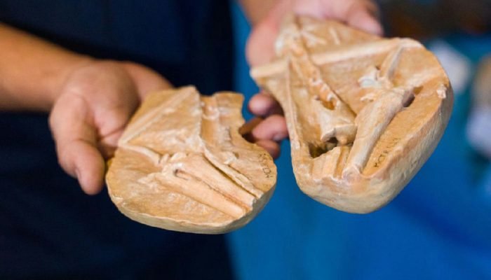 Exposição de dinossauros leva fósseis raros ao Morro da Urca no Rio de Janeiro