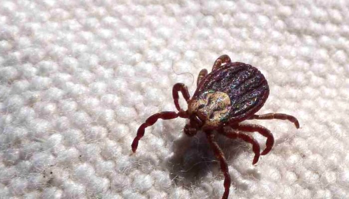 Febre maculosa causa 18 mortes em São Paulo e acende alerta para diagnóstico precoce