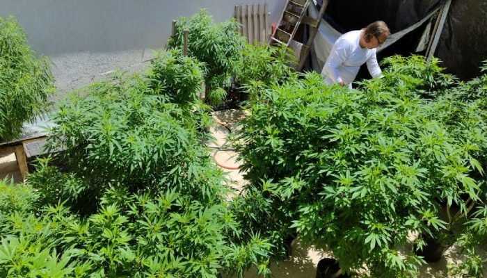 Fortaleza sedia debate crucial sobre políticas de drogas e justiça social