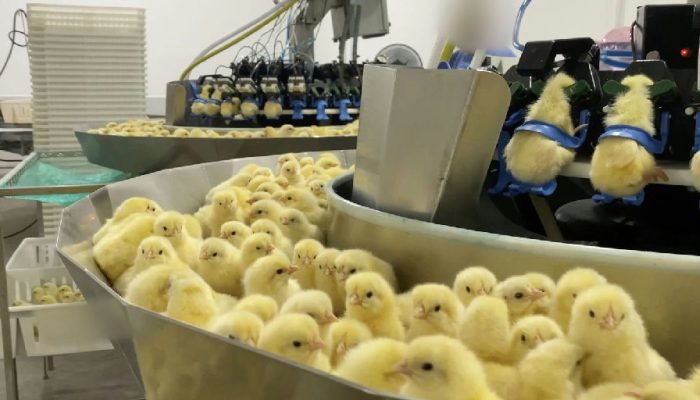 Investigação revela abate massivo de pintinhos na indústria de ovos brasileira