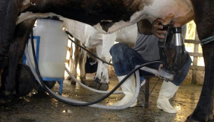 Produtividade impulsiona novo recorde na produção de leite brasileira
