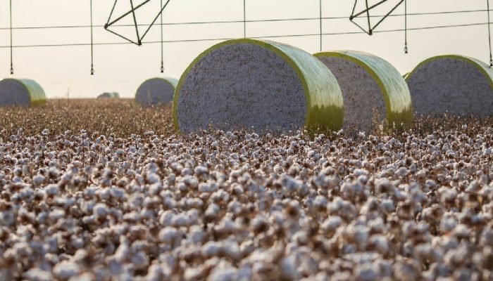 Sapezal e São Desidério lideram produção agrícola; nova divisão territorial muda ranking nacional