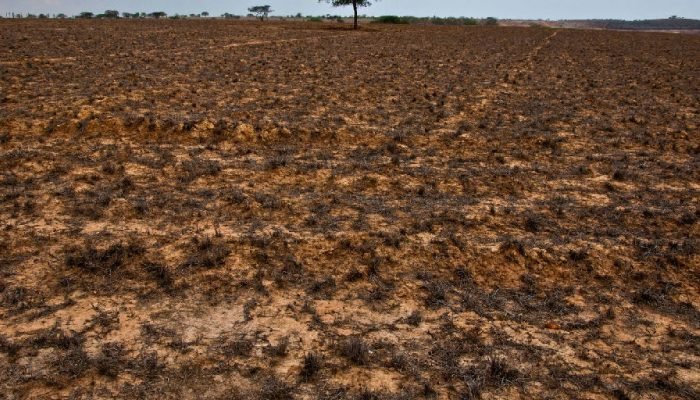 Sete municípios do Nordeste têm emergência reconhecida pela Defesa Civil devido à estiagem