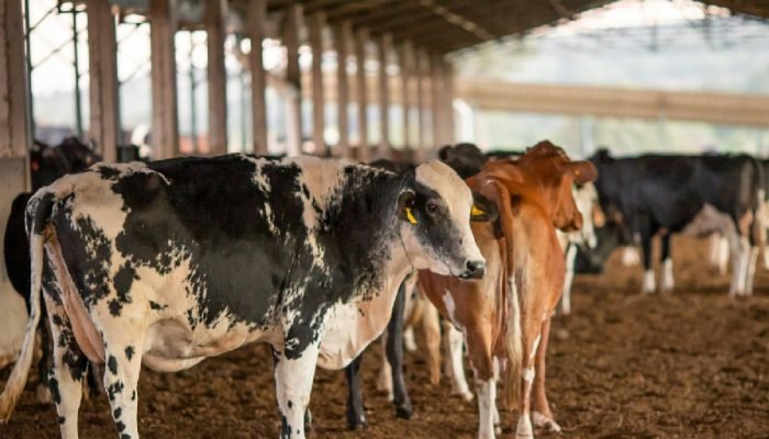 União Europeia suspende importação de carnes e produtos de origem animal do Brasil